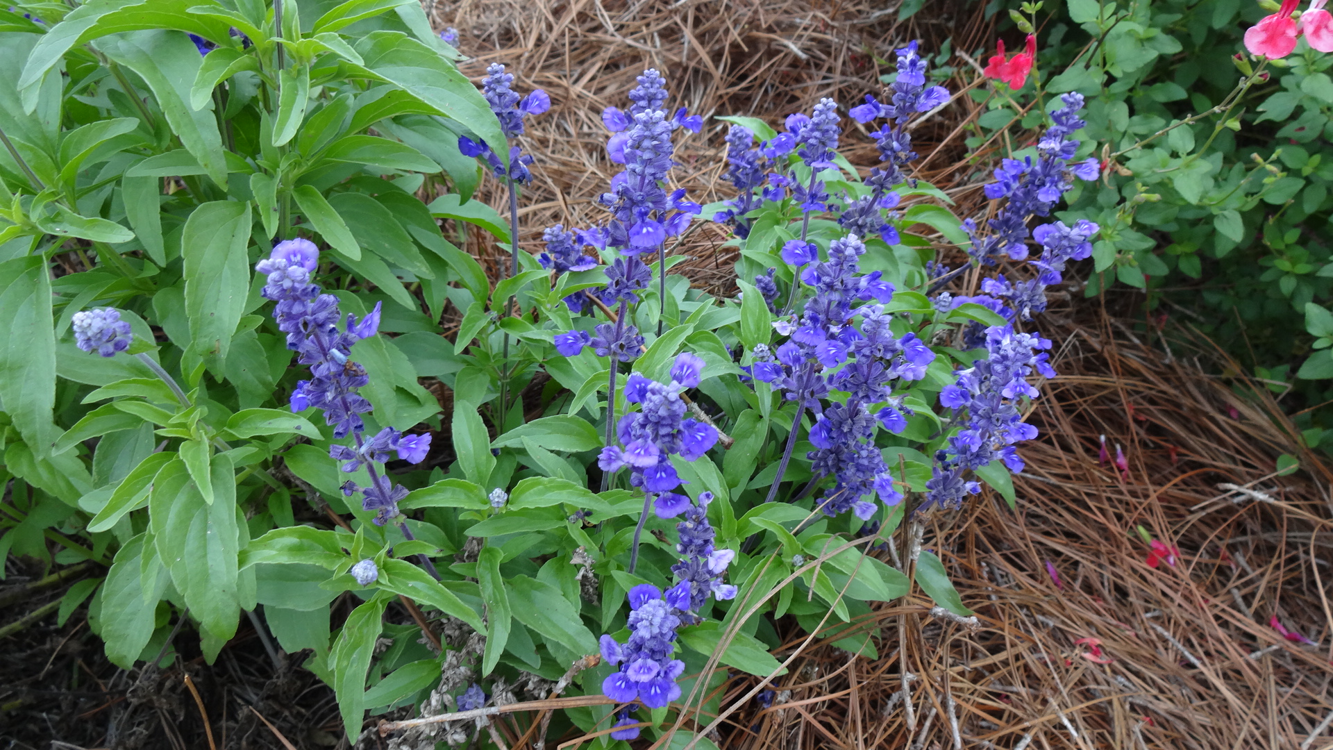​​Evolution Salvia